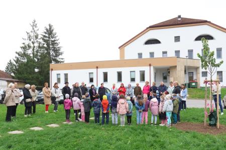 Posaditev  rožnatega drevesa v Pocinovem vrtu 22 Foto Ljubo Vukelič